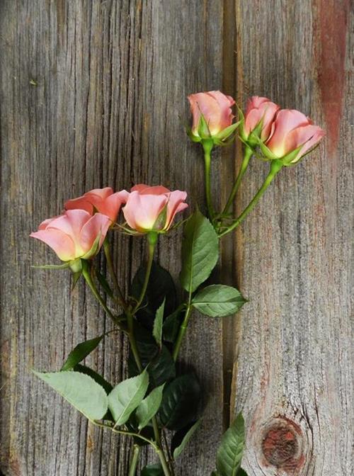 ILSE  BICOLOR PEACH/PINK SPRAY ROSES